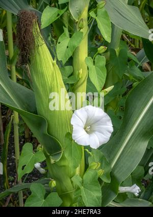 Im Maisfeld wächst der Bindenkraut (Calystegia sepium) Stockfoto