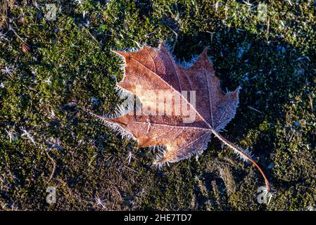 Ein einzelnes Blatt mit reifen auf einer gefrorenen Wiese an einem Wintermorgen Stockfoto