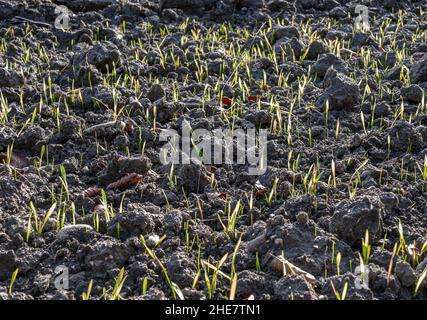 Pflanzen keimen in einem gepflügten Feld Stockfoto