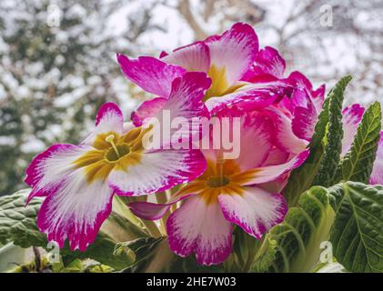 Gemeine Primrose (Primula vulgaris Hybride Stockfoto