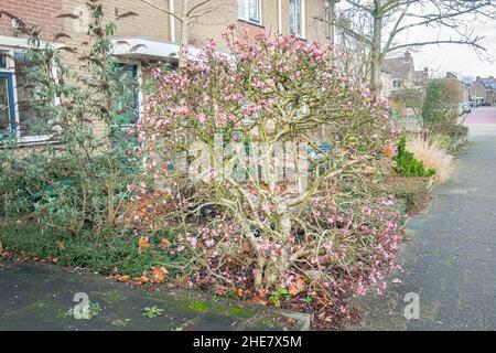 Bodnant viburnum Strauch (lateinischer Name: Viburnum bodnantense) in einem städtischen Garten. Winterblüher. Stockfoto