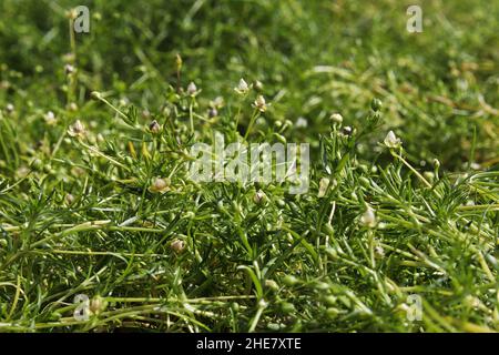 Nahaufnahme von Stielen und Blumen auf irischem Moos Stockfoto