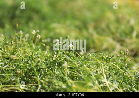 Nahaufnahme von Stielen und Blumen auf irischem Moos Stockfoto