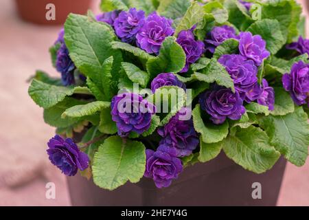 Primula Belarina Amethyst blüht im Frühjahr Stockfoto