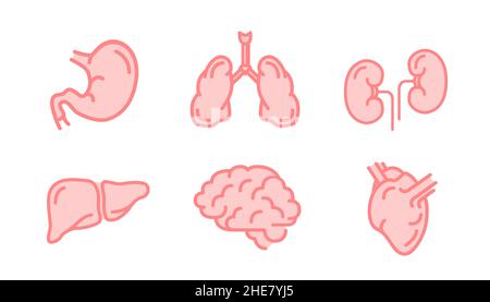 Satz von menschlichen inneren Organen wie Gehirn, Nieren, Lunge, Leber, Herz und Magen, Einfache rosa medizinische Symbole auf weiß isoliert Stock Vektor