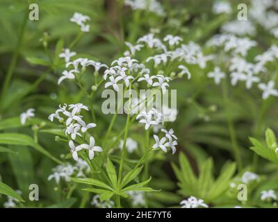 Süßer Waldmeister (Galium odoratum) Stockfoto