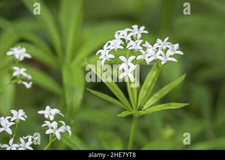 Süßer Waldmeister (Galium odoratum) Stockfoto