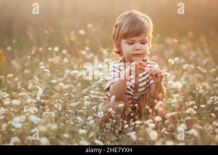 Porträt des niedlichen kaukasischen kleinen Jungen 2-3 Jahre alt in legerer Kleidung sitzen und spielen in Kamillenblumen Feld an einem Sommertag bei Sonnenuntergang Stockfoto