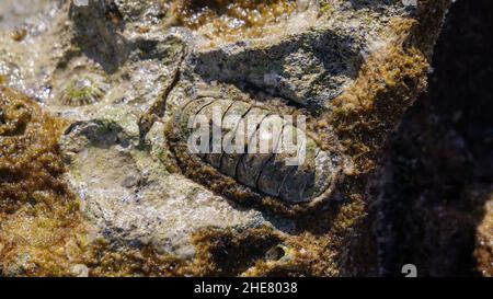 Chiton in seichtem Wasser in der sinai Halbinsel im Roten Meer. Stockfoto