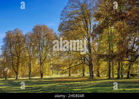 Schacky Park in Diessen am Ammersee, Bayern, Deutschland Stockfoto