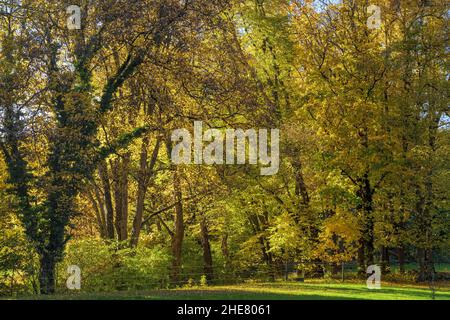 Schacky Park in Diessen am Ammersee, Bayern, Deutschland Stockfoto