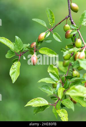 Unreife Frucht von Prunus americana, allgemein als amerikanische Pflaume oder wilde Pflaume auf dem Zweig bezeichnet Stockfoto