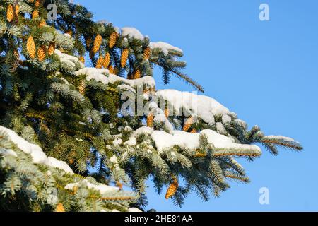 Schneeweiße, grüne tannenzweige mit Zapfen auf blauem Himmel Stockfoto