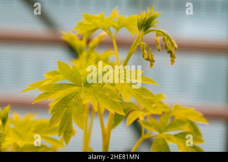 Nahaufnahme des leuchtend gelben Laubs des blutenden Herzens „Weißgold“. Lamprocapnos Dicentra spectabilis Stockfoto