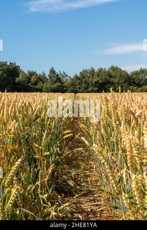 Footpath through a golden wheat field in a beautiful english countryside landscape with trees in background on a sunny summer day Stockfoto