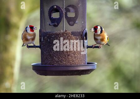 Ein Paar von zwei Goldfinken Cyanistes caeruleus, die Samen aus einem Garten-Wildvogelfutterhäuschen füttern Stockfoto