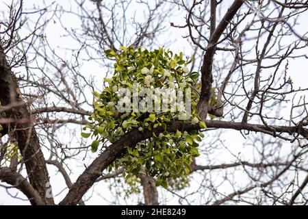 Mistelbusch (Viscum Album) mit immergrünen Blättern und weißen Beeren an Baumzweigen im Winter Stockfoto