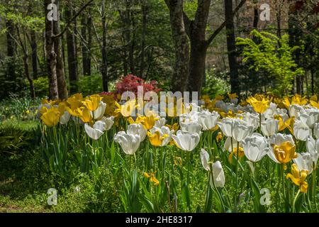 Gelbe und weiße Tulpen wachsen zusammen in einem Blumenbett in voller Blüte mit dem Sonnenlicht beleuchtet auf den Blütenblättern Nahaufnahme mit den Wäldern in Stockfoto