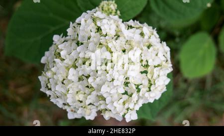 Weiße Hortensien Blüten Nahaufnahme Draufsicht geringe Schärfentiefe. Stockfoto