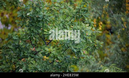 Eichenzweige. Blätter und Eicheln auf einer Eiche im Frühherbst. Stockfoto