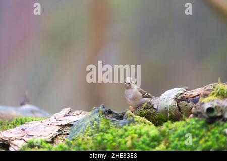 Weiblicher Buchfink im Naturwald Stockfoto