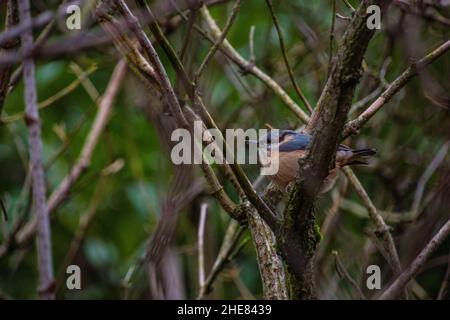 Eurasischer Nuthatch (Sitta europaea) auf Holunderbaum-Ast thront. Stockfoto