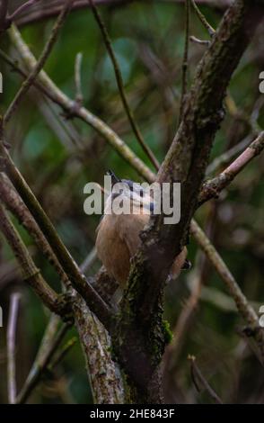 Eurasischer Nuthatch (Sitta europaea) auf Holunderbaum-Ast thront. Stockfoto