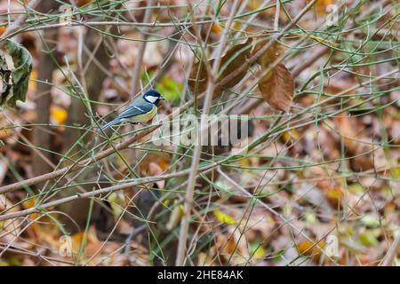 Parus Major sitzt im Winter auf einem Busch Stockfoto