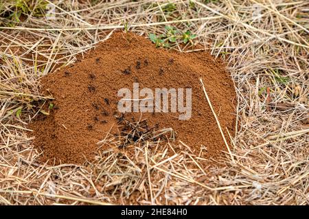 Nahaufnahme, selektiver Fokus auf große Ameisen, die damit beschäftigt sind, ein Nest mit getrocknetem Gras um das Nest zu bauen Stockfoto