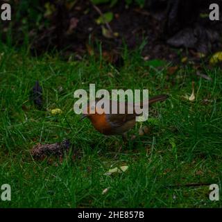 Der Europäische Robin (Erithacus Rubecula) steht auf dem Gras und blickt auf die Kamera. Stockfoto