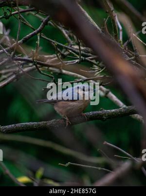 Eurasischer Nuthatch (Sitta europaea) auf Holunderbaum-Ast thront. Stockfoto