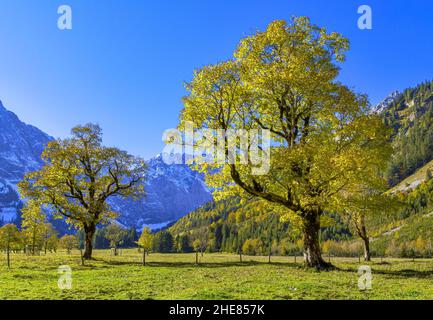 Großer Ahornboden, Karwendelgebirge, Tirol, Österreich, Europa Stockfoto