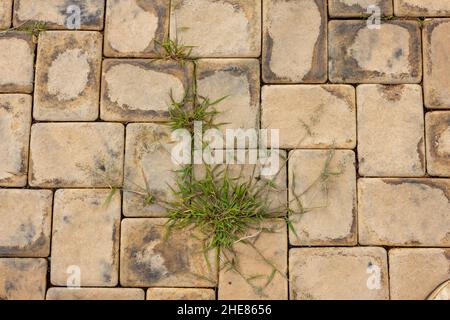 Verschiedene Graspflanzen wachsen durch die Räume zwischen Pflastersteinen Stockfoto