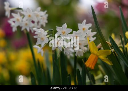 Narcissus Paperwhite Ziva blüht im Herbst im Garten Stockfoto