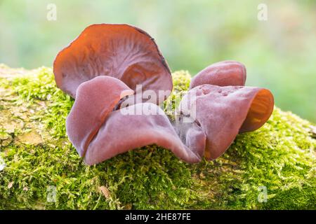 Gelee Ohr Pilze Auricularia judae Aurikel - (Auriculariaceae) auch als Juden Ohr, Ohr, am Moos bedeckt verfallende Ältester Zweig. Herefordshire UK. Stockfoto