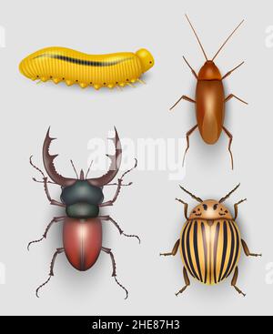 Insekten realistisch. Fliegende Käfer kriechen Schädling Käfer Garten grubs Schmetterling anständige Vektor-Illustrationen isoliert Stock Vektor