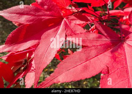 Japanischer Ahorn (Acer palmatum) mit seinen markanten leuchtend roten Blättern, Dinmore Herefordshire UK. November 2021. Stockfoto