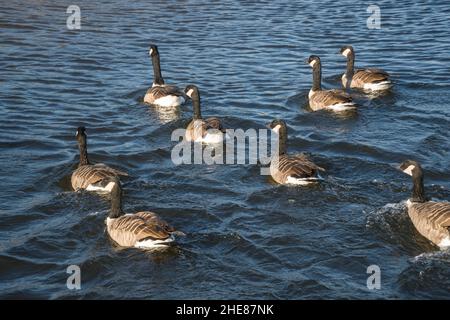 Herde Kanadagänse (Branta canadensis) auf dem Fluss Trent bei Newark auf Trent England. September 2021, Stockfoto