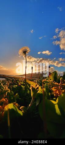 Low-Angle-Aufnahme einer Dandelionenblume in einem Grasfeld in der Natur bei Sonnenuntergang Stockfoto