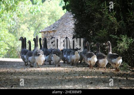 Gänse auf einer Farm Stockfoto