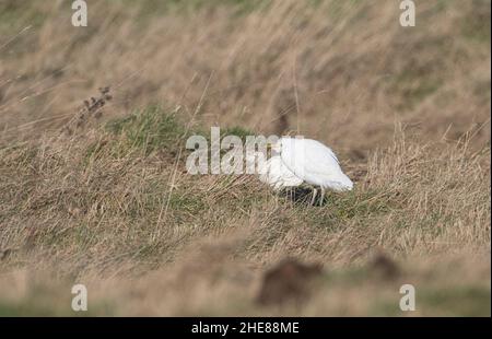 Zwei Rinderreiher (Bubulcus ibis) Stockfoto