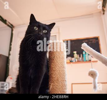 Eine niedliche schwarze Hauskatze, die auf einem Katzenbaum steht und zu Hause in der Ferne starrt Stockfoto