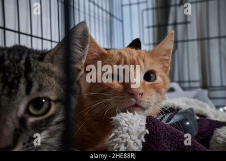 Süße orange gestromte Katze mit einem verletzten Auge, das den Betrachter anstarrt, während er im Käfig sitzt Stockfoto