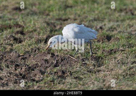 Kuhreiher (Bubulcus ibis) auf rauer Weide Stockfoto