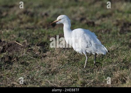 Kuhreiher (Bubulcus ibis) auf rauer Weide Stockfoto