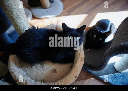 Schwarze Hauskatzen starren den Betrachter an, während sie zu Hause auf dem Boden liegen und schlafen Stockfoto