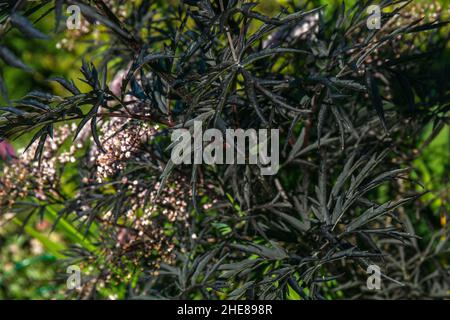 Nahaufnahme der Blätter Pflanze von Sambucus nigra Stockfoto