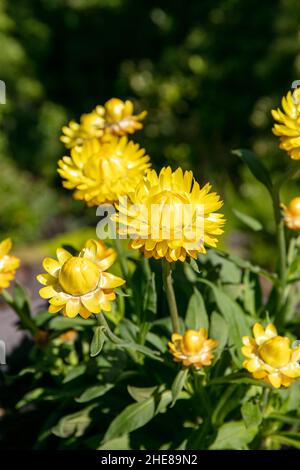 Gelbe kultivierte Blüten, allgemein bekannt als die goldene ewige, racrysum bracteatum Stockfoto