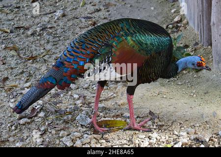 Okellierter truthahn, Pfauentruthuhn, Meleagris ocellata, pávaszemes pulyka, Coba, Yucatán-Halbinsel, Mexiko, Nordamerika Stockfoto