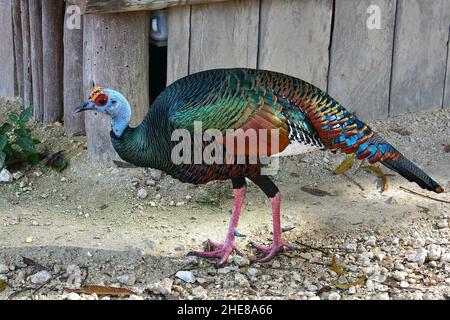 Okellierter truthahn, Pfauentruthuhn, Meleagris ocellata, pávaszemes pulyka, Coba, Yucatán-Halbinsel, Mexiko, Nordamerika Stockfoto